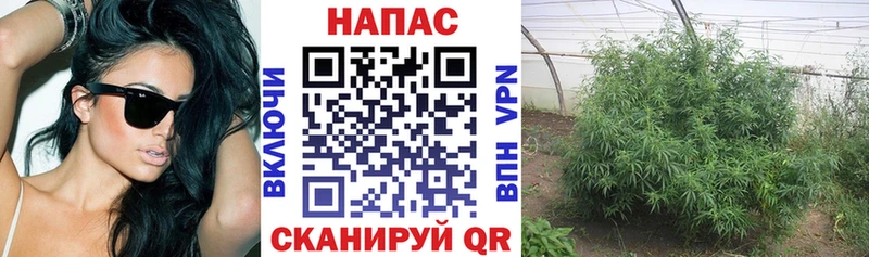 Каннабис Amnesia Дмитров